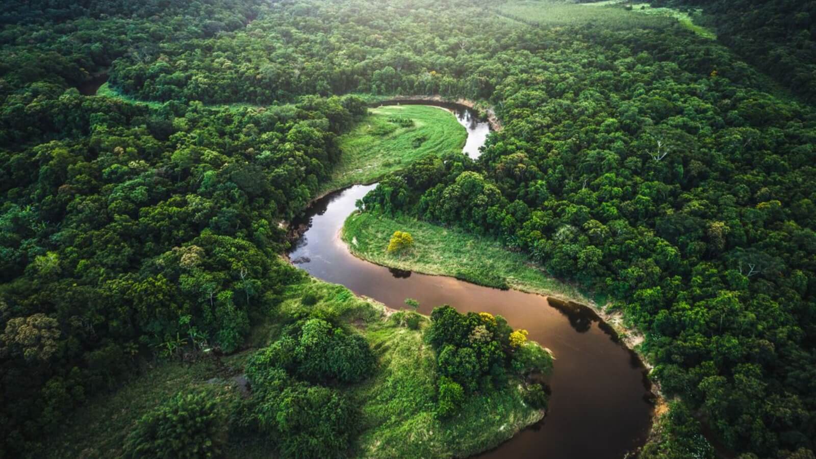 The Amazon Rainforest, Brazil